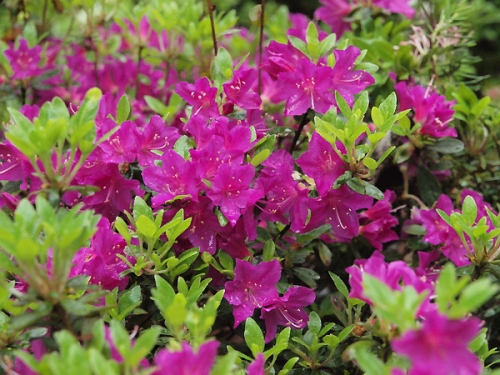 Azalea japonica 'Purpurtraum' 